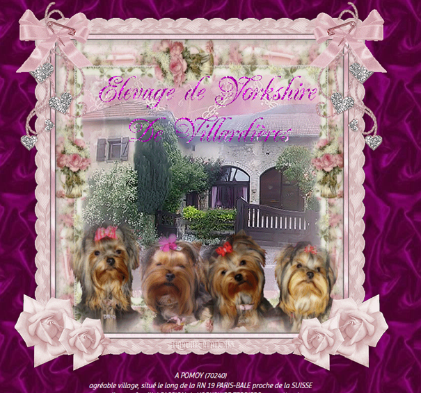 Élevage de Yorkshire de Villardières